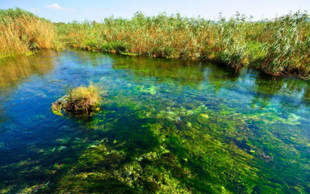 Ecosistema Natural. Una maravilla que hay que proteger