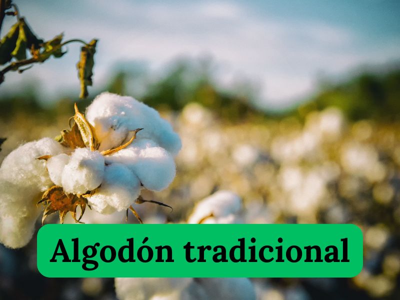 ¿El final de las prendas de algodón tradicional?